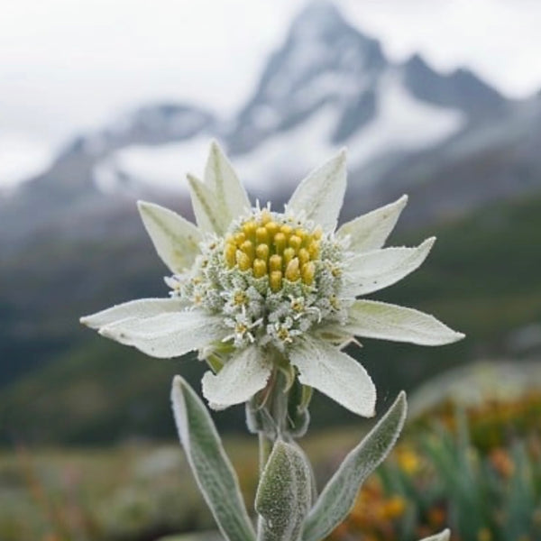Edelweiss White