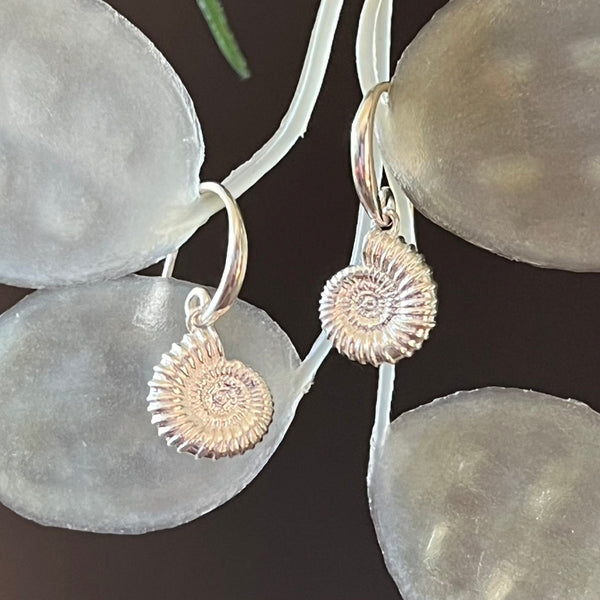 Ammonite