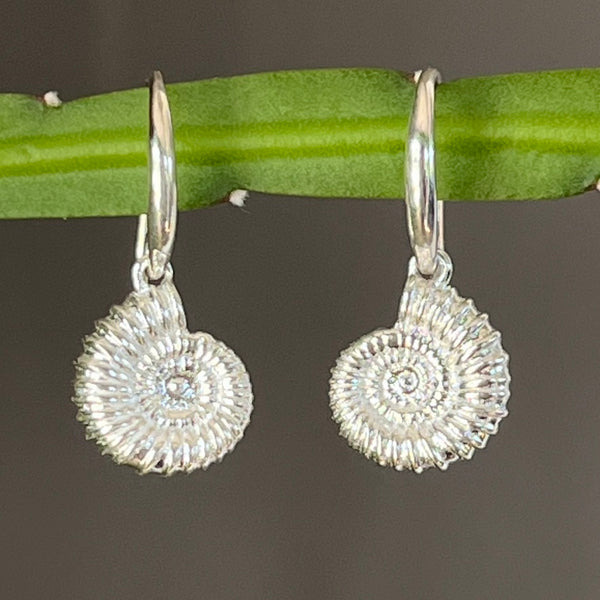 Ammonite