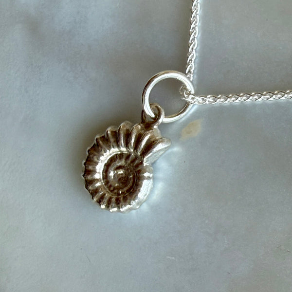 Cephalopoda