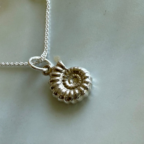 Cephalopoda