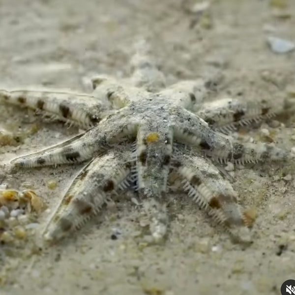 Sea Star Crossed Lovers