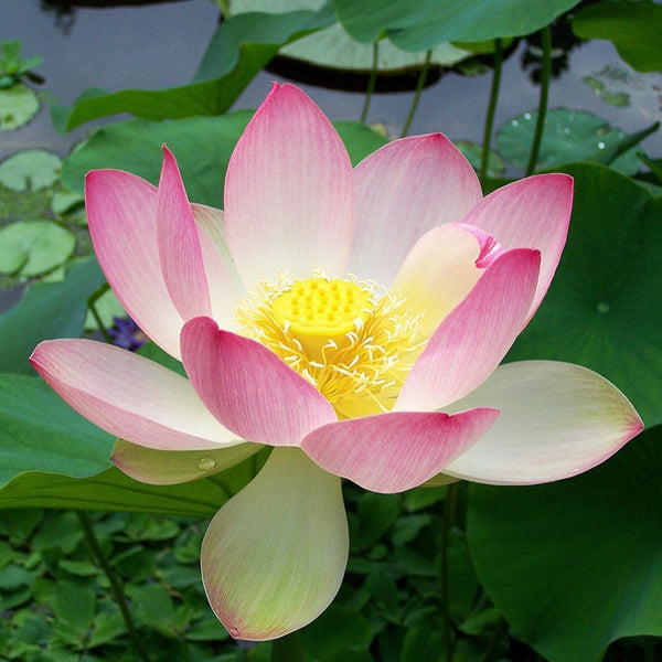 Nelumbo Stud