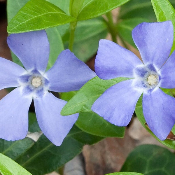 Periwinkle