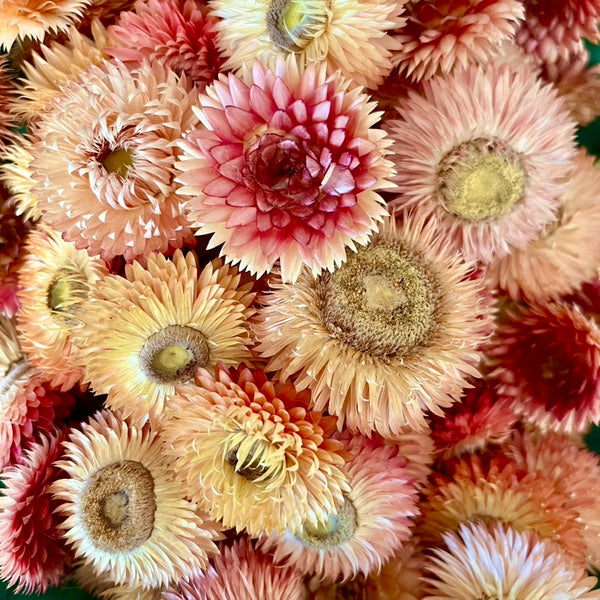 Corail Soleil