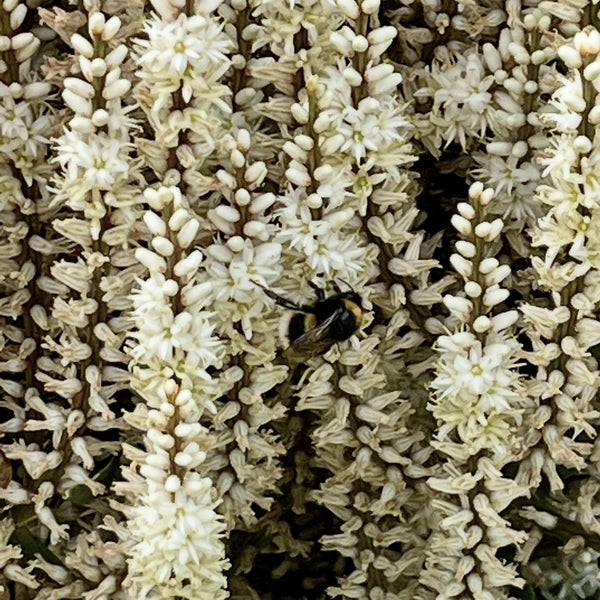 White Snake
