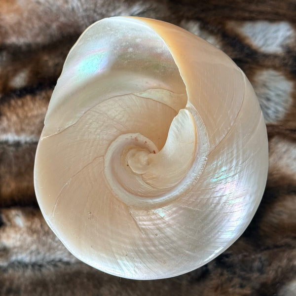 Pearly Margaritis