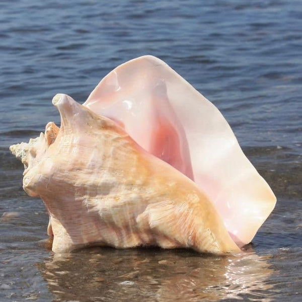 Conchiglia Regina