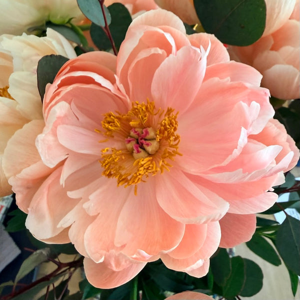 Apricot Camellia