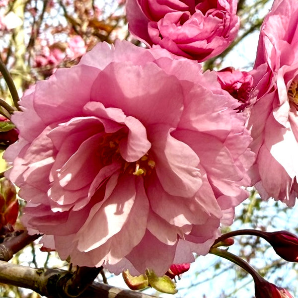 Cherry Blossom