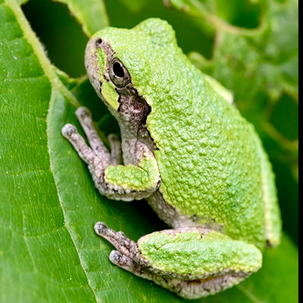 Tree Frog