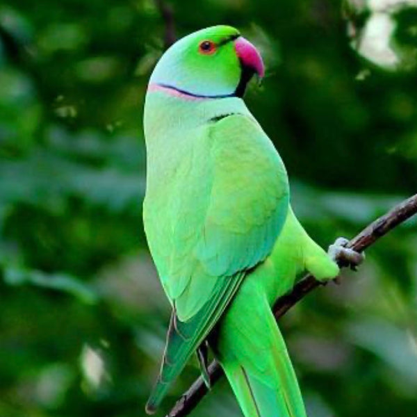 Parakeet