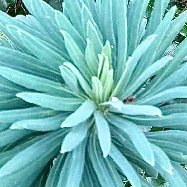 New Shoots