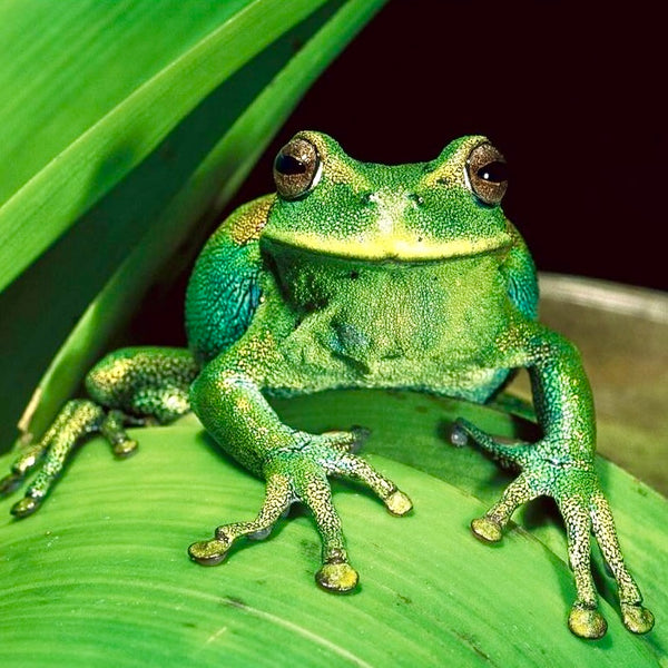 Green Tree Frog